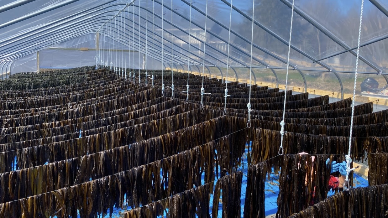 Drying & Pre-processing