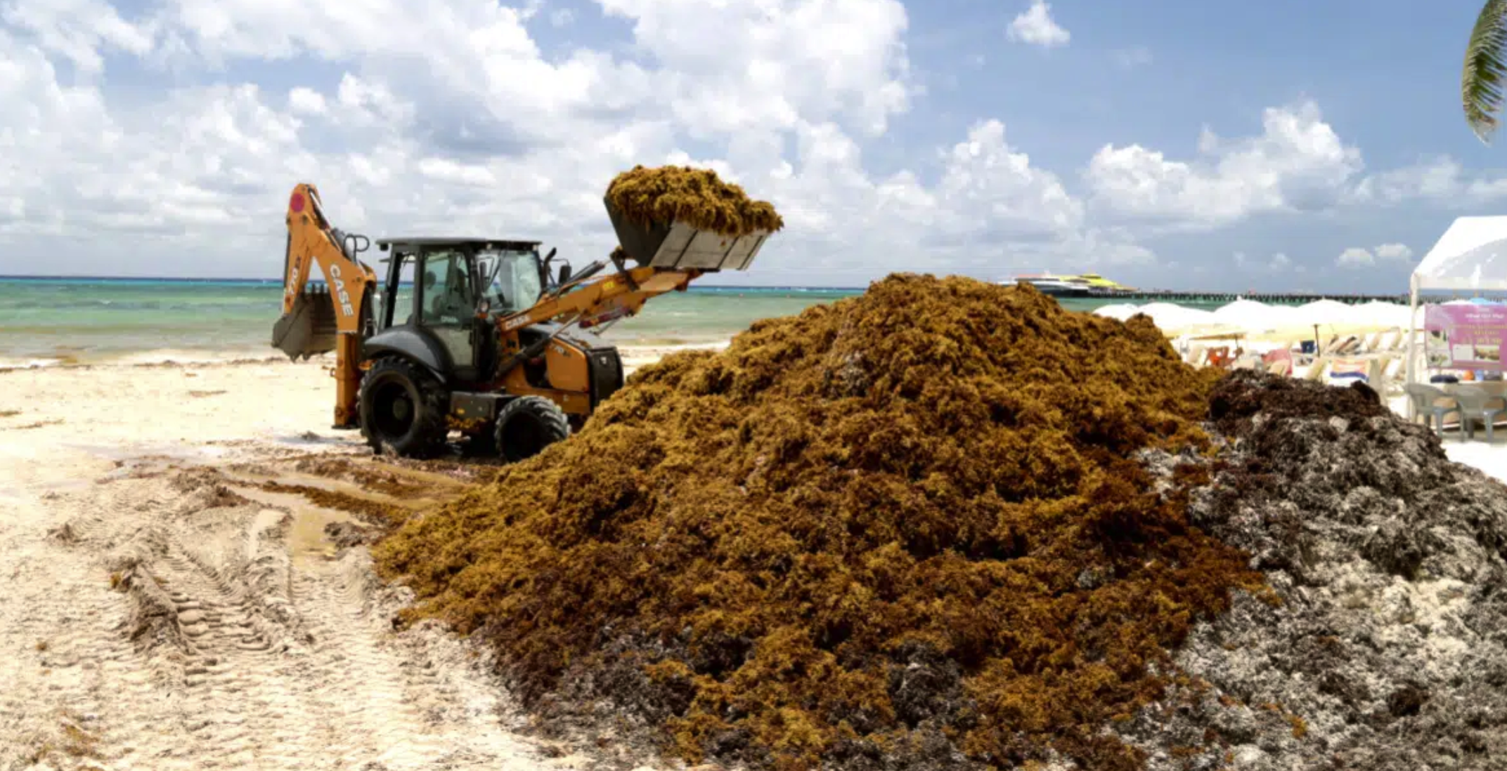 Harvest
